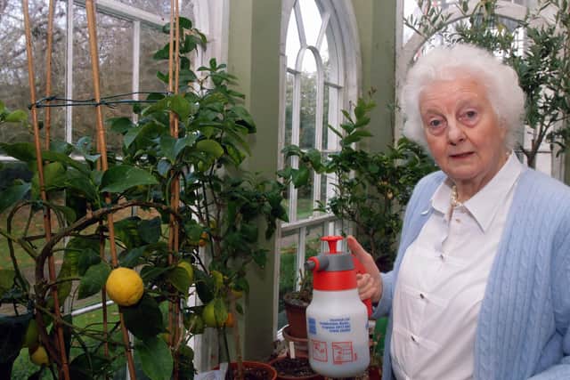 The late Judith Buckland tending her lemon trees.