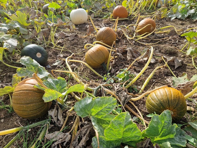 Sompting Pumpkins opens for family pumpkin-picking fun again next month (October 2025)