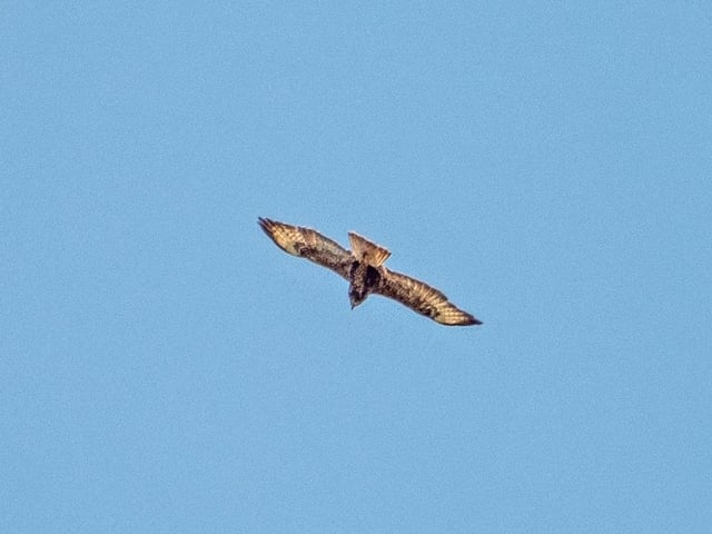 Wildlife in Combe Valley Country Park