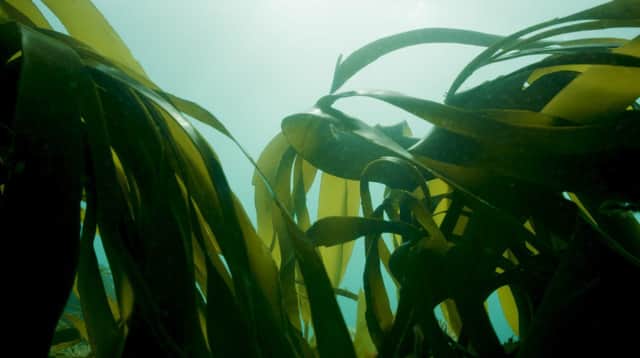 Kelp in sunlight © Big Wave TV