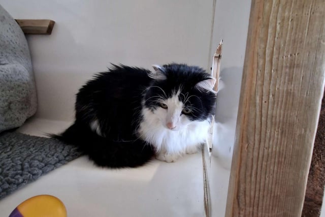 "Oreo (pictured) is looking for a quiet adult-only home with his friend Mischief. They are a beautiful pair although a little timid at first and will need time to settle, with access to a garden."