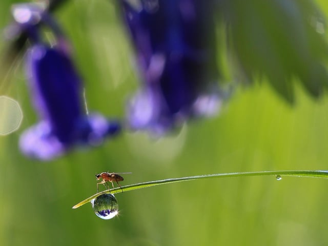 Pollinator and bluebells at Wyck SSSI in Hampshire by Sarah Womersley