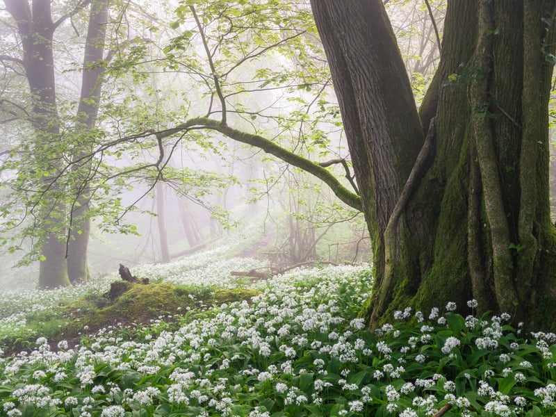 Spring category winner: Elder by Stuart East