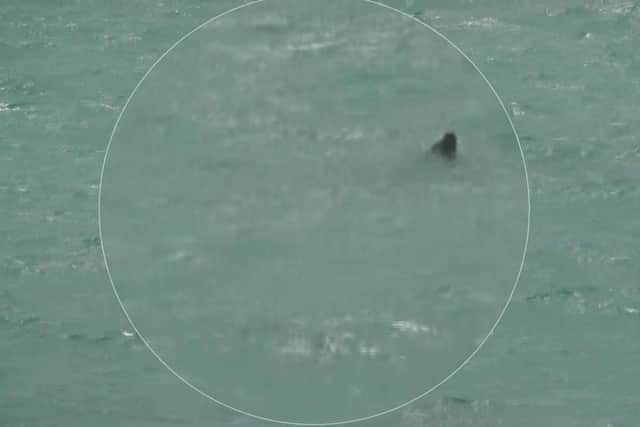 The moment a rare seal swam through the sea at West Worthing was caught on video by retired BBC producer Helen Cramer