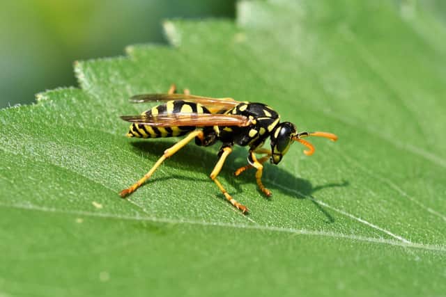A couple living on a farming estate near Horsham have been plagued with SIX wasp nests. Photo: Pixabay.com