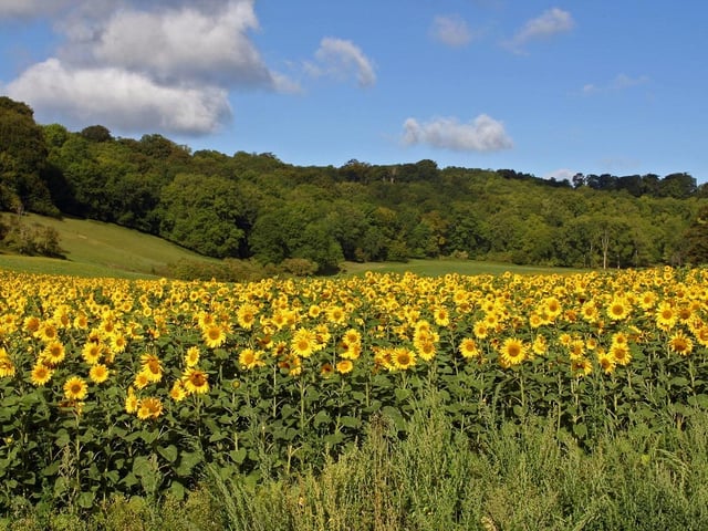 A sunflower field in glorious sunshine, taken at 9am on Tuesday, August 22, 2010, at Myrtle Grove, above Patching