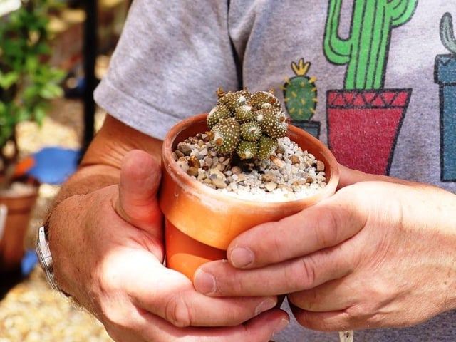 The world's smallest cacti.