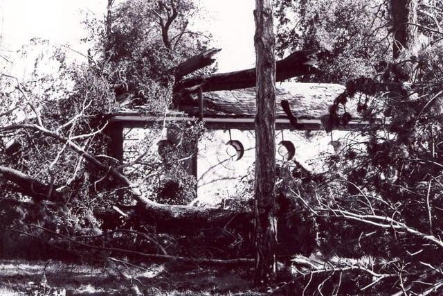 Fallen trees.