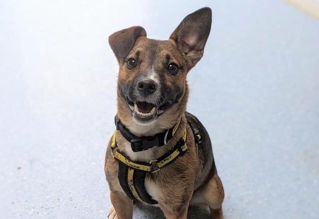 Scrappy is a fun, two-year-old Terrier with a cheeky character and lots of energy. Playful in nature, Scrappy has a huge personality compared to his size. He will bring a lot of joy to an active family who match his energy level and enjoy the great outdoors as much as he does. He must be the only animal in his home so is not able to live with other dogs, cats, small animals or birds. He can live with children over 14 who are comfortable with energetic dogs.
