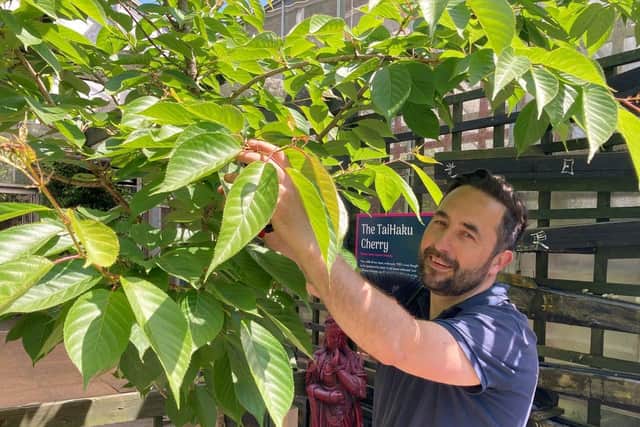 Paradise Park’s head gardener, Simon Croucher, who’s worked at the Newhaven gardens for 20 years, tends the Oriental cherry tree. 