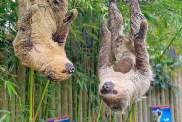 Baby sloth at Drusillas Park in East Sussex