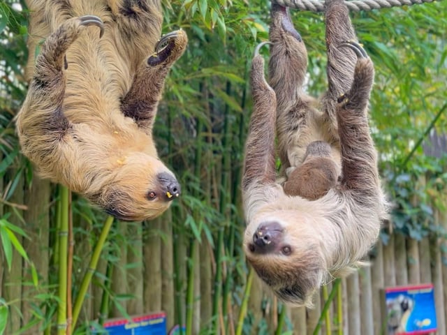 Baby sloth at Drusillas Park in East Sussex