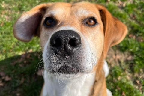 Tally is a foxhound cross beagle who has never lived in a house before. This means, whenever she has been indoors, she has spent her time trying to find a way out. She is good with children over ten years old, as well as dogs. She cannot be rehomed with cats. Tally is in care at Clymping Dog Sanctuary.