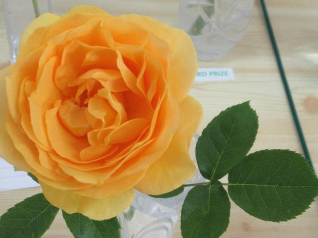 First prize in the yellow roses