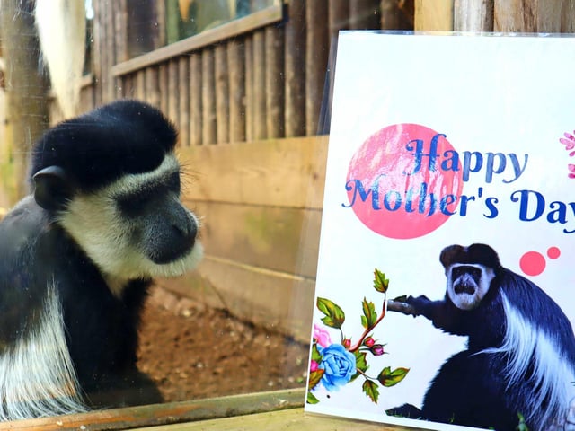 Colobus monkey: Mum Adaeze