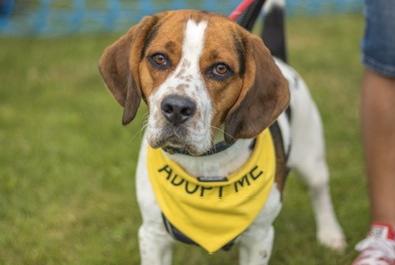 Tandy is a lovely boy with typical Beagle characteristics: he is strong on the lead, cheeky and sometimes lacks recall. However, the sanctuary said if you love Beagles you will fall in love with Tandy! He can be rehomed with other pets and children over seven.