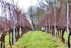 There are 30 acres of land with 16 acres of well-established vines up for sale