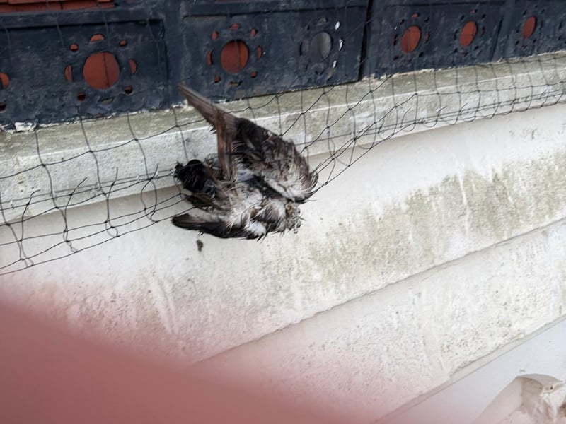 Bird trapped in netting at the Hastings Library building