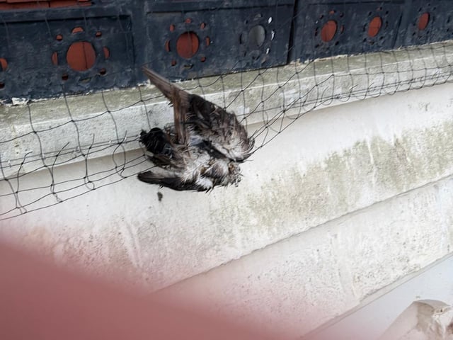 Bird trapped in netting at the Hastings Library building