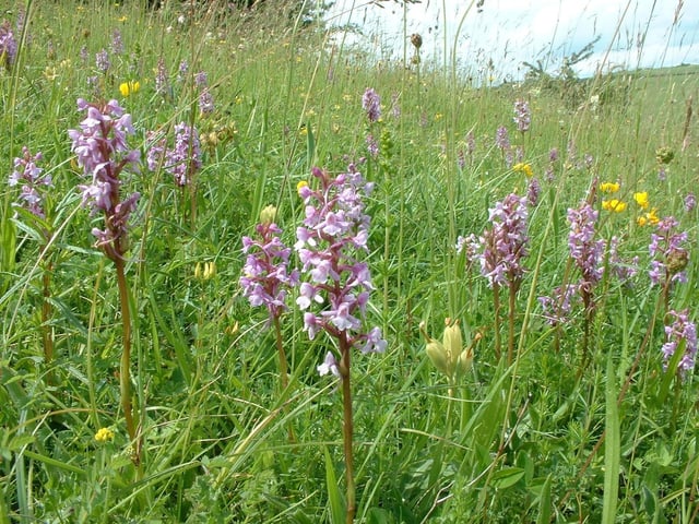 Wild flowers at Malling Down Nature Reserve