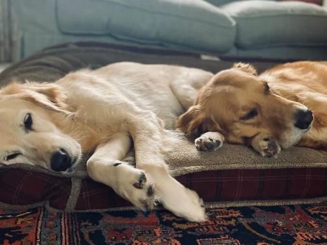 Purdy was being beaten, abused and starved. Happy Paws got her away from her abuser and started her rehabilitation and now she’s unrecognisable.