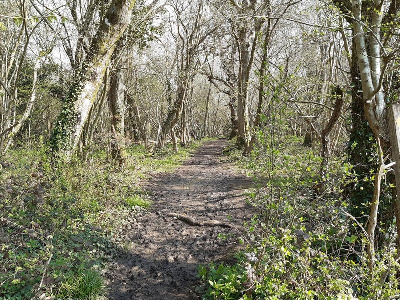 You can enjoy the wonder of these ancient woods, the beautiful birdsong and the butterflies, just follow the footpath.