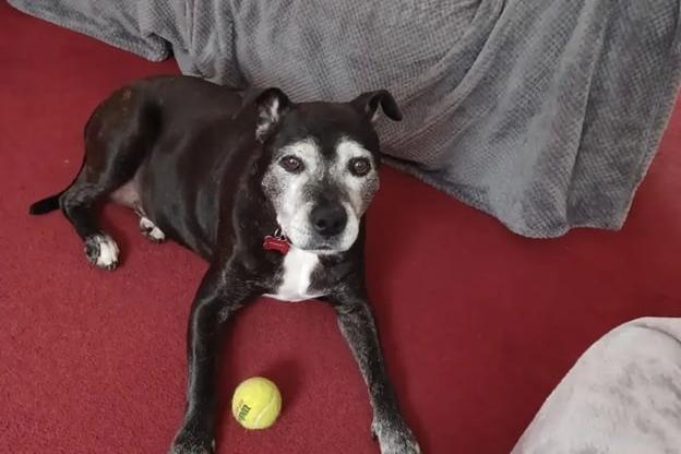 A sweet older gentleman, with a loving nature, Chance is looking for a quiet and peaceful home, where he could relish all the luxuries that his retirement years have to offer. He still enjoys his walks but can only manage shorter potters a few times a day, so a garden of his own is essential for regular outdoor relaxation. Chance can live with children of secondary school age, and he will make for an affectionate companion who’ll enjoy snuggling up next to you on the sofa, while soaking up all your attention.