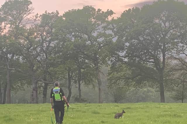 Police arrive on the scene as the wallaby was herded into a nearby farmer's field off the A281