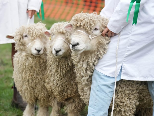 Findon Sheep Fair 2026