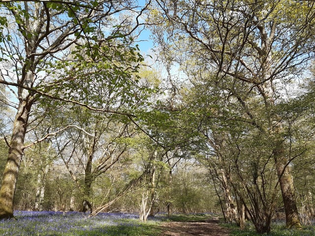 I visited Capite Wood on the Wiston Estate and America Wood east of the A24 in Ashington in April, when the bluebells were out. Search for West Sussex bluebell walk with photos to guide you: America Wood in Ashington and Capite Wood on the Wiston Estate, with view over the South Downs north of Worthing