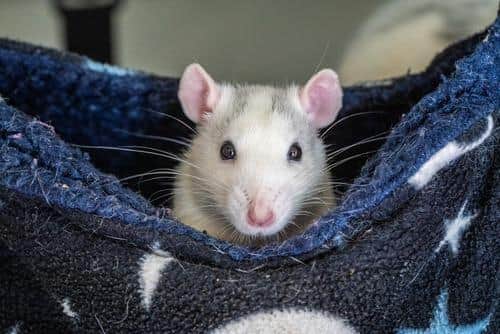 Rats often get a bad press, says the RSPCA, but they deserve more recognition for their help to mankind