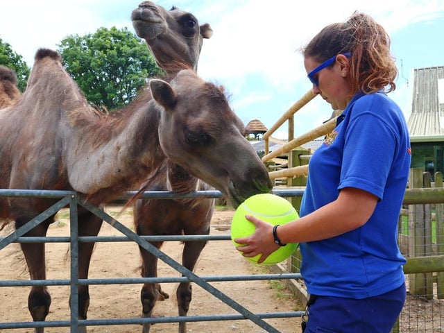 The camels investigated new toys.