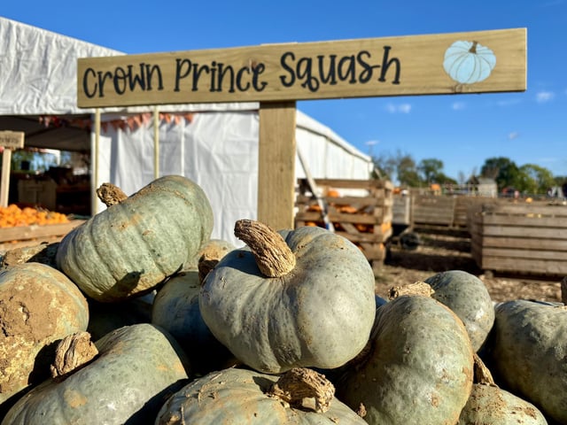 A popular pumpkin patch in Rogate has returned, with visitors invited to pick pumpkins and explore a range of autumn-themed activities.