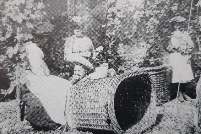 Pickers with the distinctive early oval baskets, which held seven bushels of hops