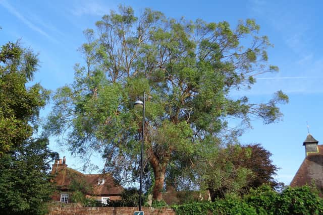 A local resident has been campaigning to save a ‘much admired’ tree in the grounds of St Mary's Almshouse, Chichester, after plans were approved to cut it down. Photo: John Townend