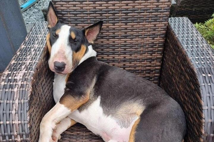 Dozer is looking for a calm rural home with someone who is experienced with English Bull Terriers. Arundawn said he is 'a complex little boy' - scared of traffic, brooms, vaccuum cleaners, etc, so he needs someone to work on his desensitisation. He currently lives alongside another dog, and could live with a dog-friendly cat in his new home.​