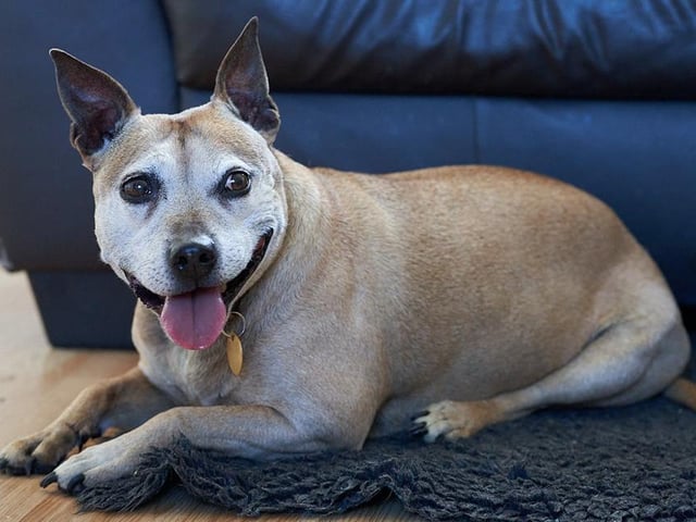 Molly and Bear have been waiting for a home for more than a year. While they have spent their time in foster together and ideally would stay together, the rescue feels that they could be rehomed separately due to them having very different needs. Molly is older and would need a home locally to remain an Arundawn Shelter dog to help support her health and age .