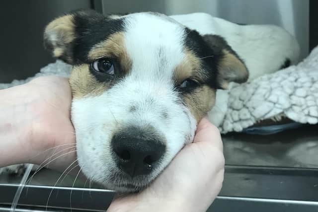 Heartbreaking figures from the RSPCA show an alarming increase in intentional harm against animals as it is revealed 296 reports of cruelty were reported in Sussex alone last year. Photo: RSPCA