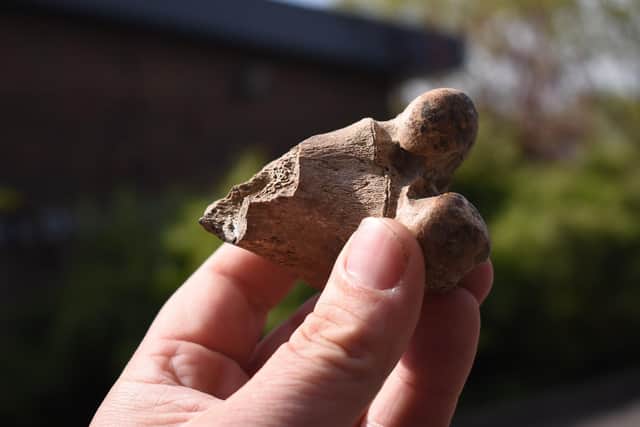 This fallow deer bone is one of several from Fishbourne, and represents the earliest introduction of the species to these shores. Picture: Sussex Archaeological Society