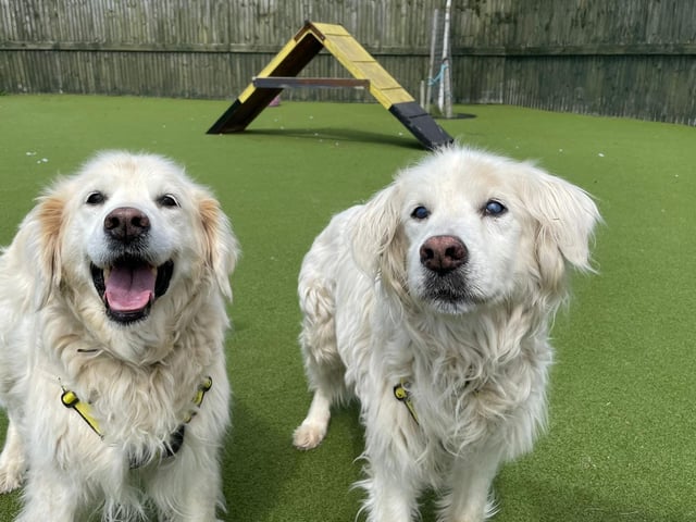 Goldie and Storm