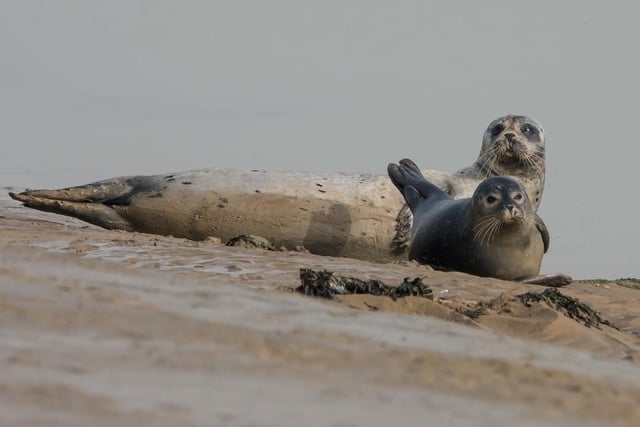 Seals by Jeff Penfold