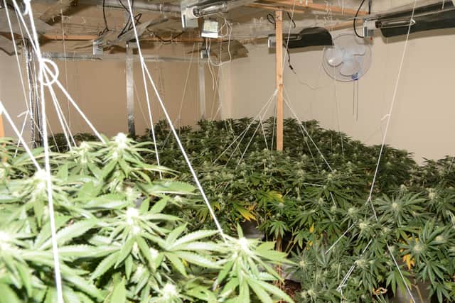 The cannabis factory discovered by police. Picture from Sussex Police