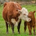 A cow and its calf
