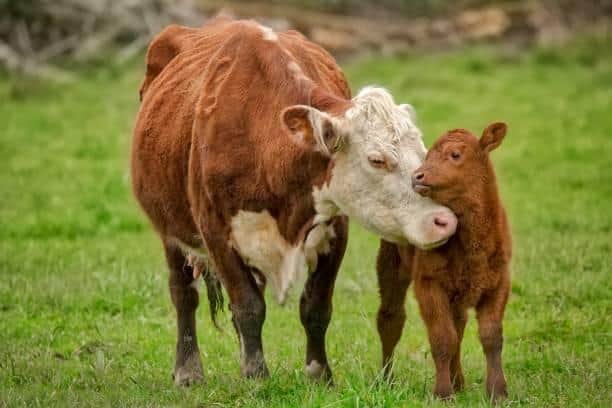 A cow and its calf