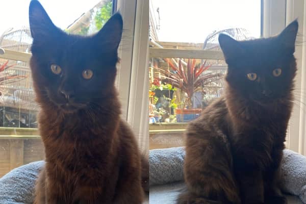 Meet Smokie and Shadow – a pair of Maine Coon-cross kittens aged just 17-weeks-old.