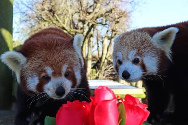 A zoo in Sussex is celebrating a rare kind of love in every sense of the word for a pair of endangered red pandas, with a specially prepared Valentine’s date.