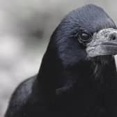 Rogue rooks are causing havoc in Horsham 'like something out of a Hitchcock film'