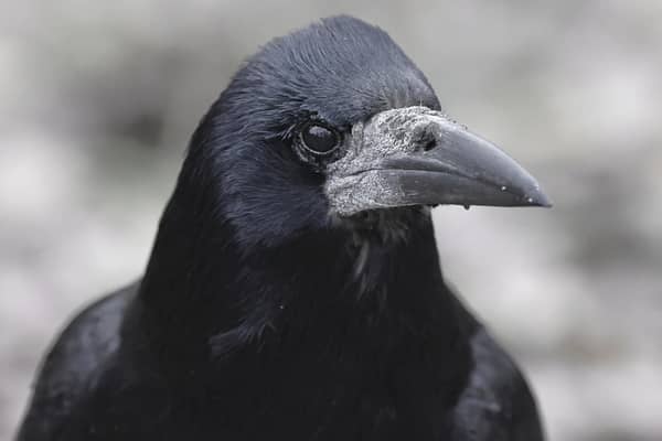 Rogue rooks are causing havoc in Horsham 'like something out of a Hitchcock film'
