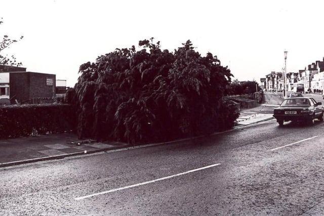 A fallen tree.