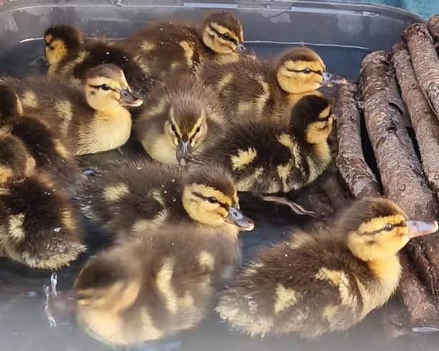 The adorable ducklings. Photo: SWR